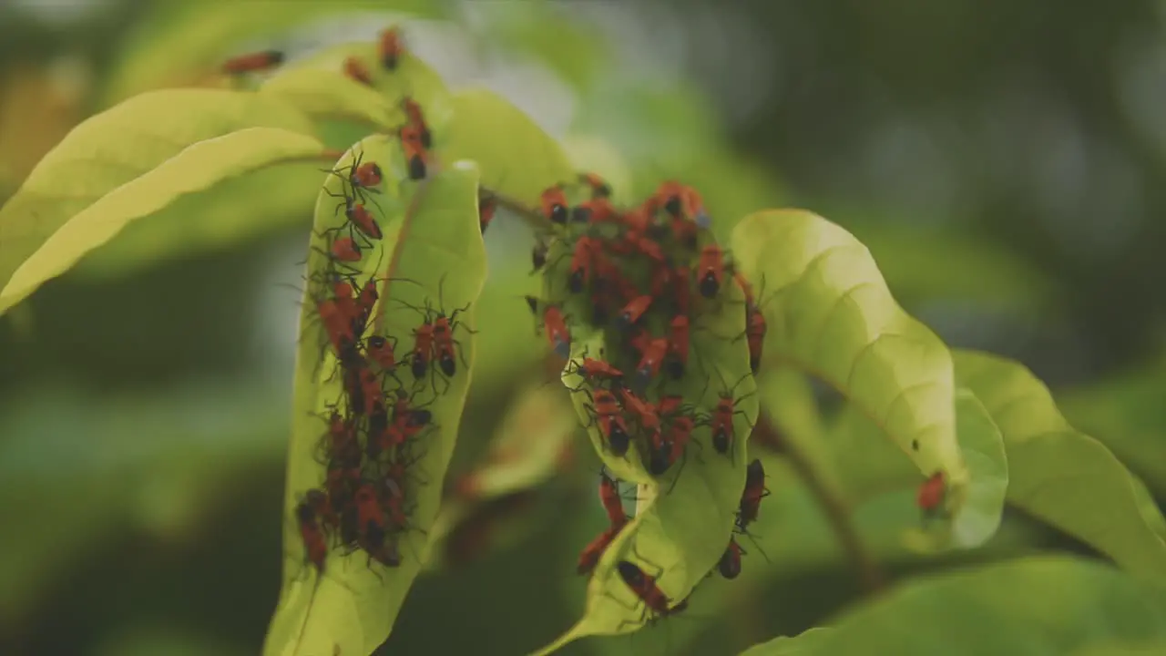 Close up fixed clip of many red insects crawling on green leafy plant