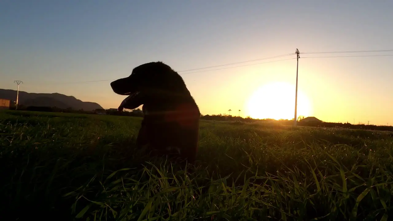 Silhouette of a dog in the summer sunset with grass all around