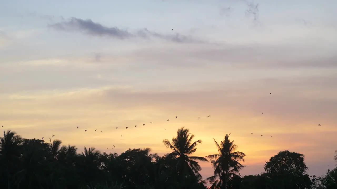 Birds Flying Over Trees at Sunset