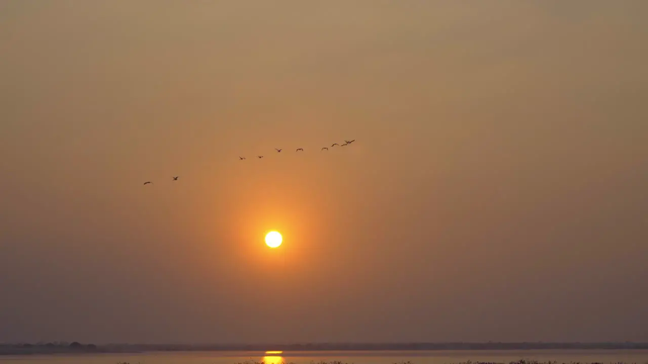 sunset birds migratory birds flying into by the lake osmanabad India osmanabad