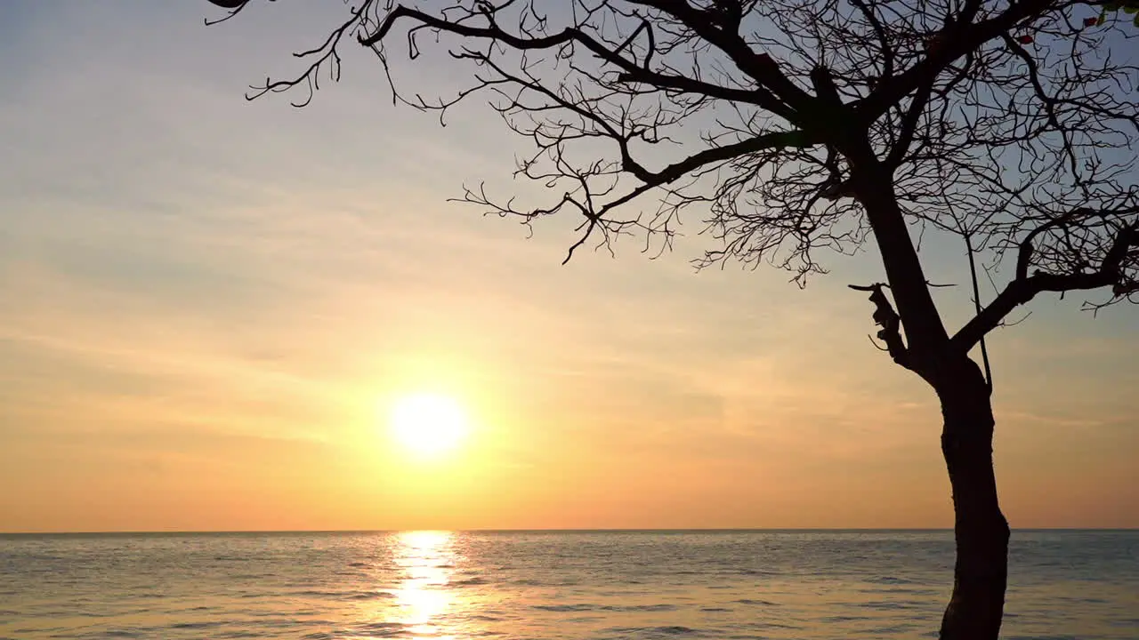 Magical Sunset on Sea Horizon Vivid Sky and Tree Silhouette Static Full Frame