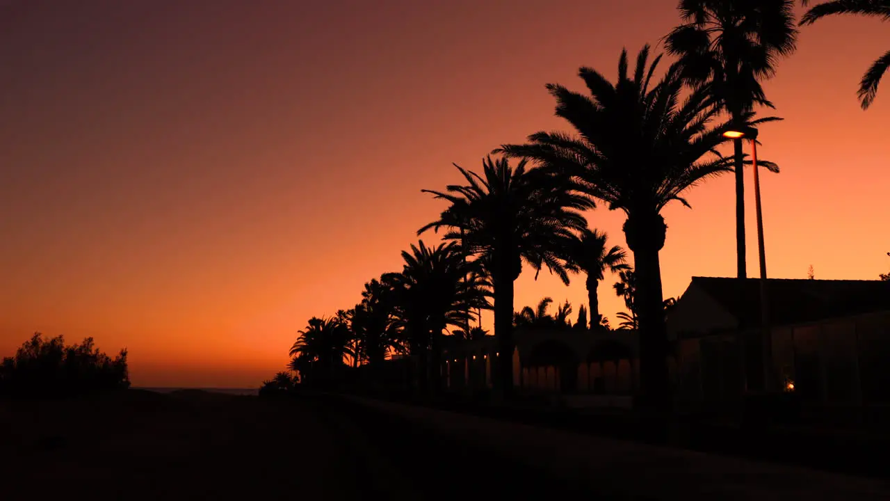 Palm trees on the beach captured during the sunset Dark background of flashing street lights and storm leaves moving in the wind Grand Canary island valley 4k slow motion capture at 60fps