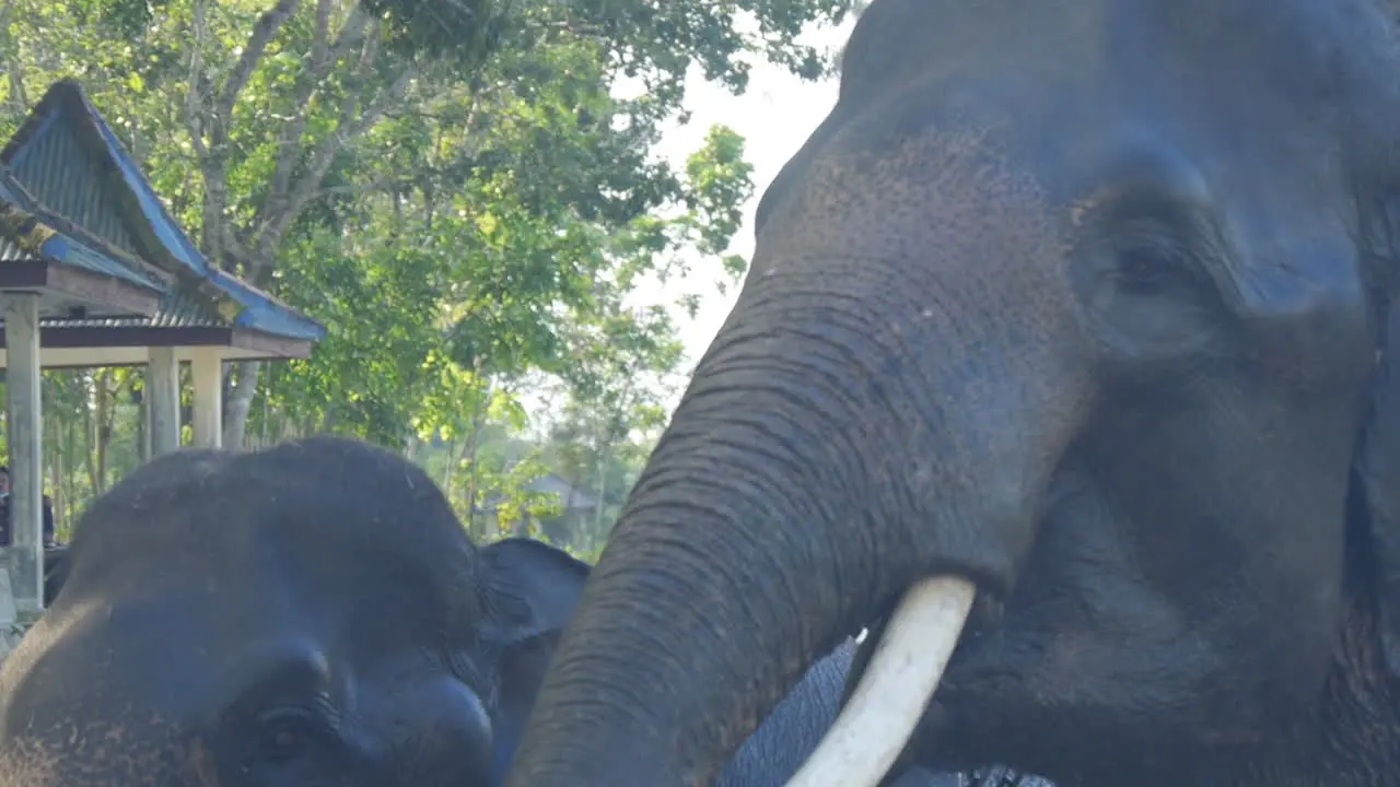 Two Domesticated Sumatran Elephants Emerge From Water After Bathing Slow Motion