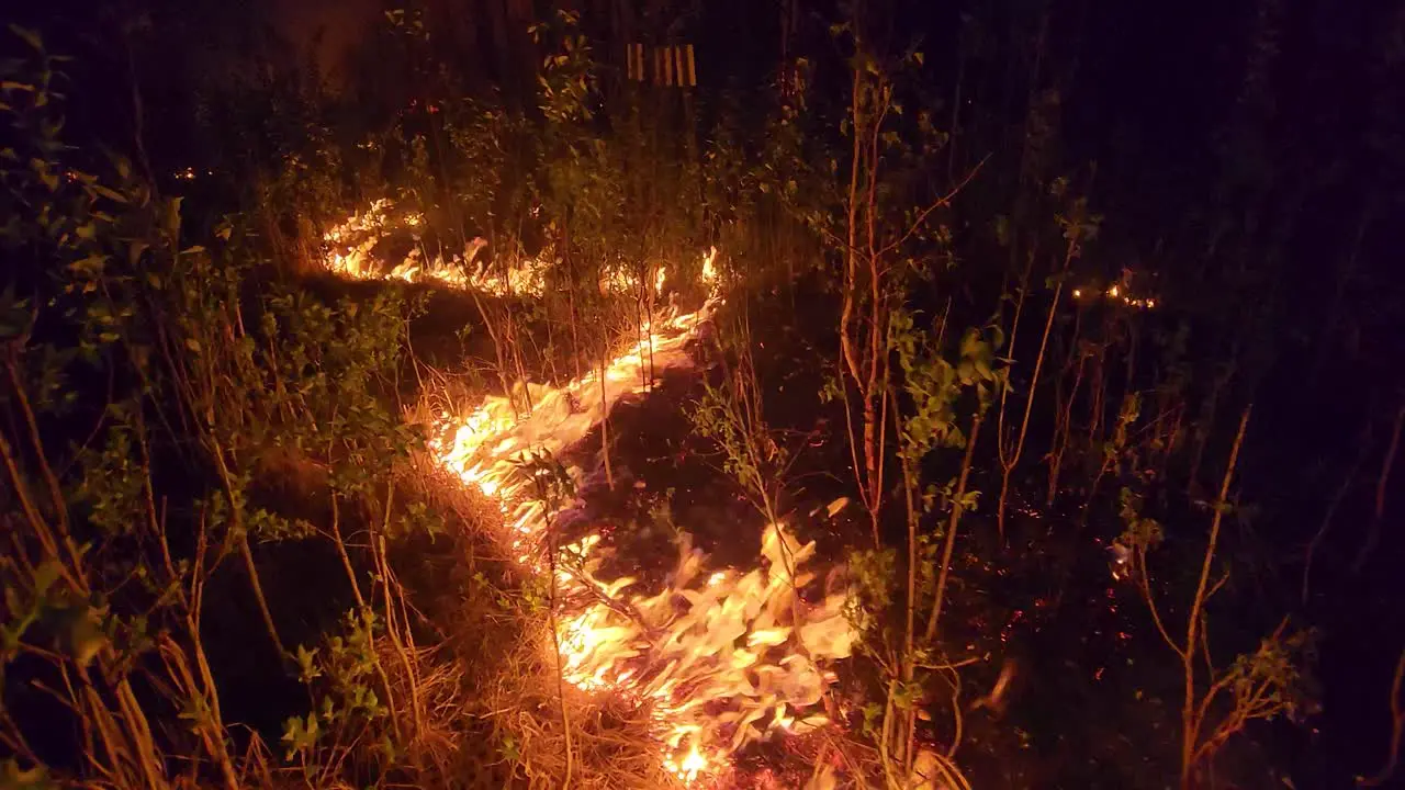 Close proximity shot of wildfire line burning amongst vegetation at night