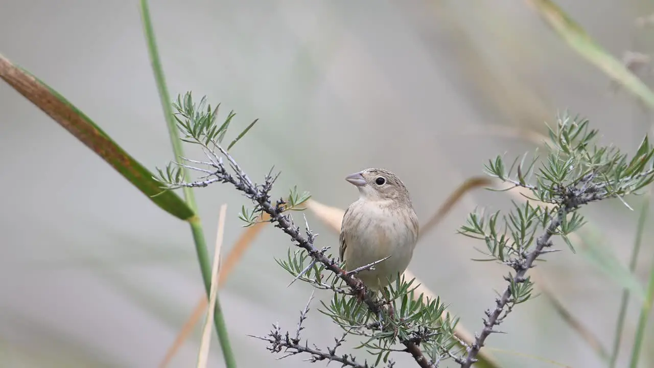 Black-headed bunting Emberiza melanocephala Perching on bush