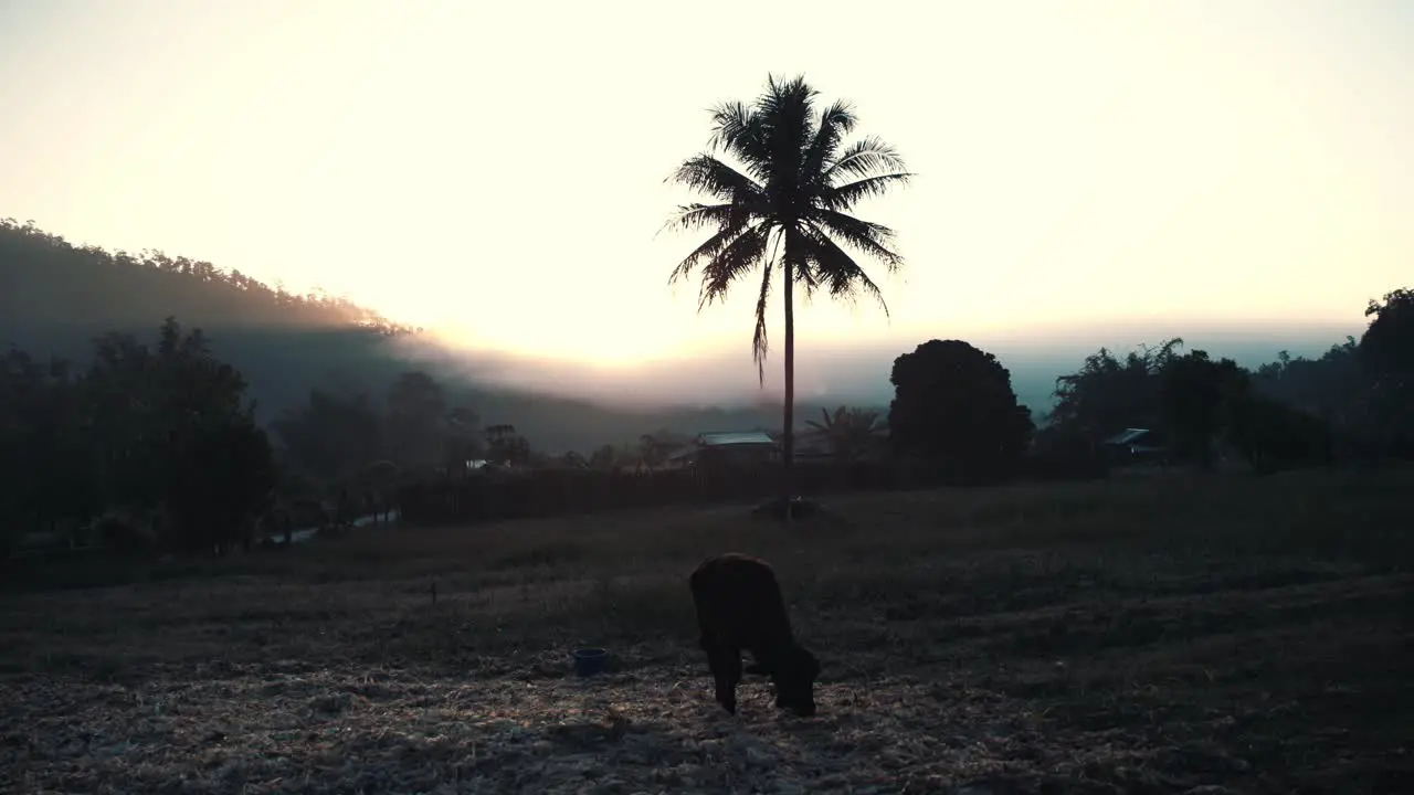 A cow grazing next to a palm tree in Thailand