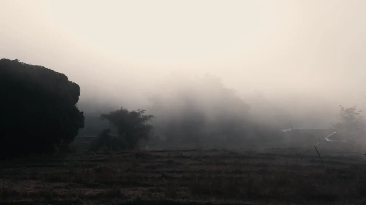 Rice field covered in dense morning mist in Northern Thailand