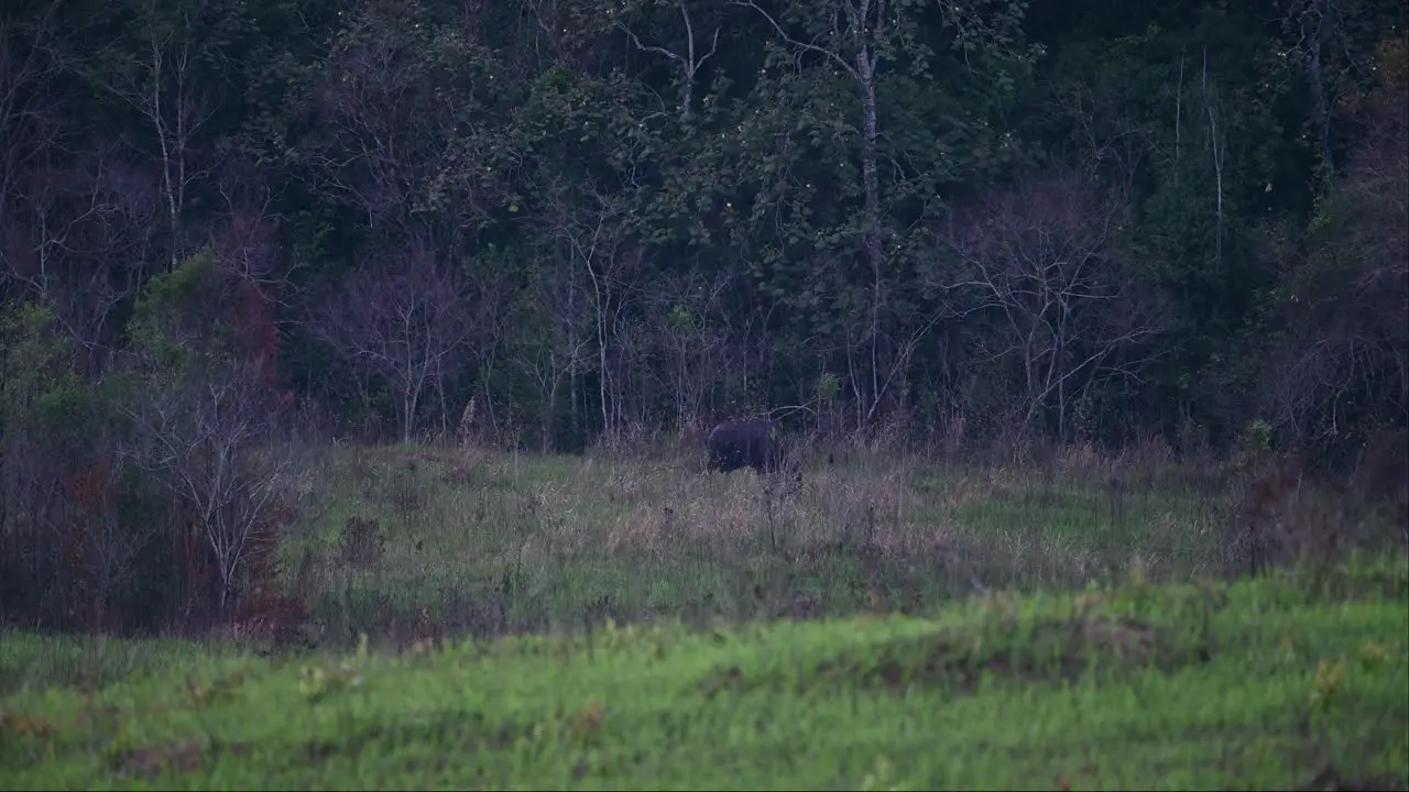 As the night approaches a lone Gaur Bos gaurus is grazing in the wide grasslands in one of the national parks in Thailand