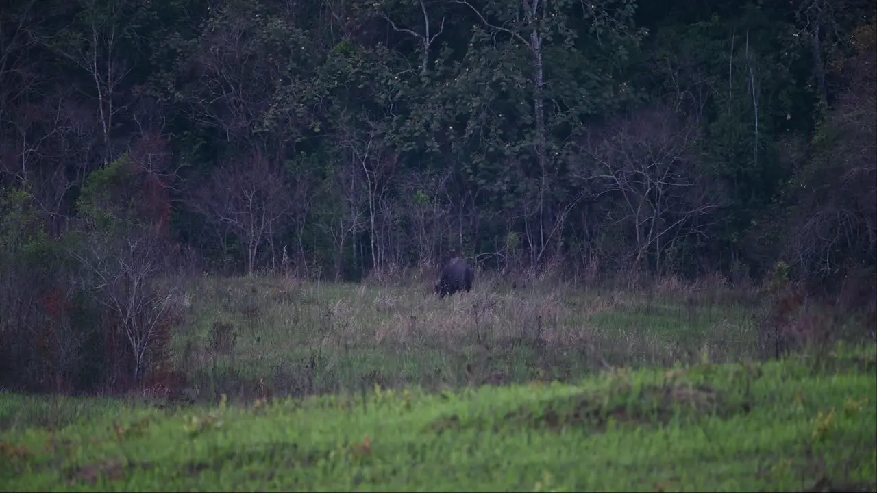 Grazing in the field a lone Gaur Bos gaurus late in the afternoon Thailand