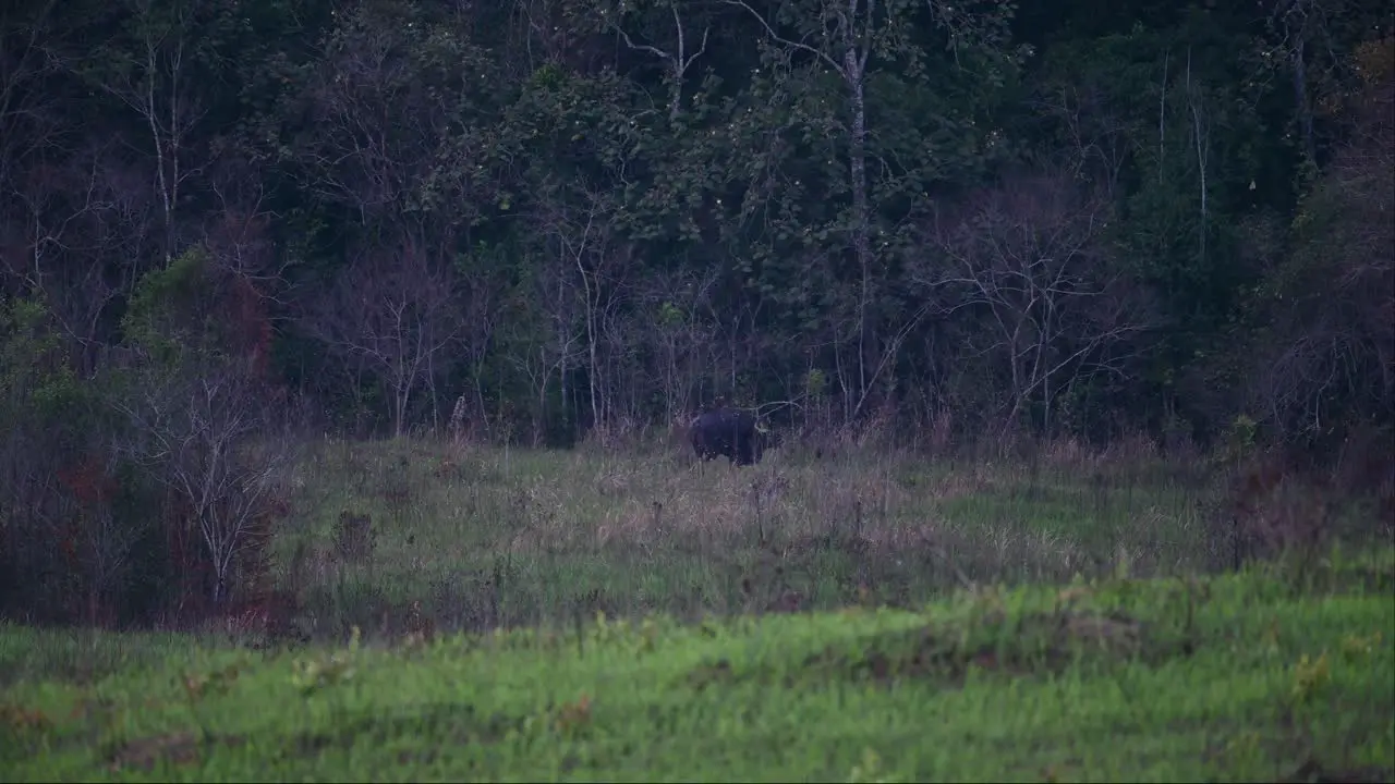 Seen from its back swinging its tail while grazing and then faces to the right Gaur Bos gaurus Thailand