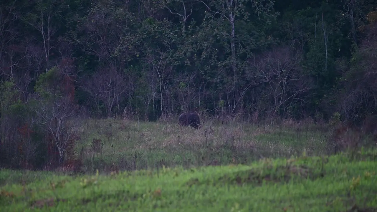 Grazing near the end of the treeline a single Gaur Bos gaurus Thailand is getting its fill as the sun is setting in the National Park in Thailand