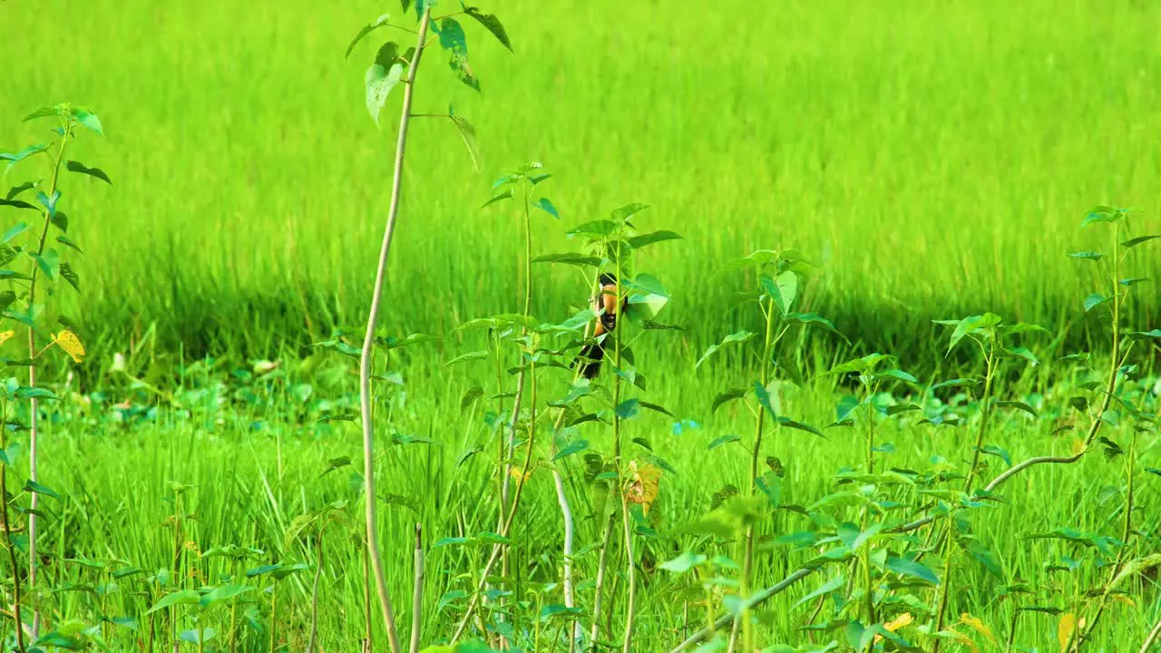 A stunning black and yellow Oriole bird amid lush greenery in Asia