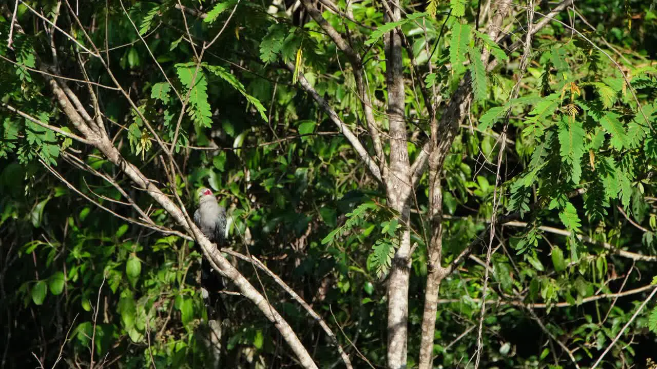 Zooming out of a bird scratching its neck and with some of its feathers falling off a Green-billed Malkoha Phaenicophaeus is on a tree inside Kaeng Krachan National Park in Thailand