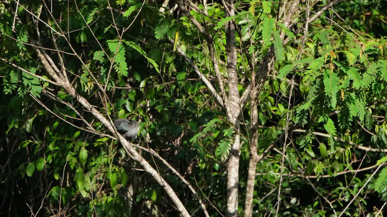 A Green-billed Malkoha Phaenicophaeus is shaking its body and preening its tail feathers while perching on a tiny branch of a tree inside Khaeng Krachan National Park in Phetchaburi Thailand