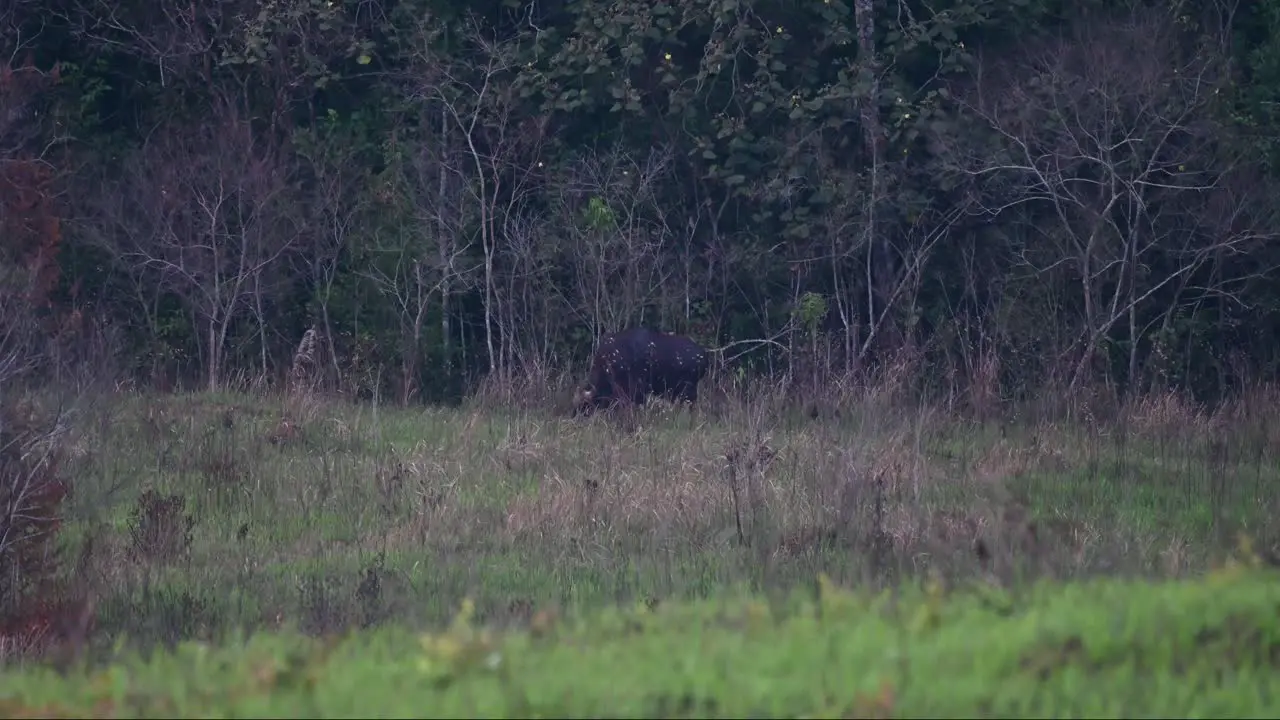 Grazing in the wide grassland of of the national park in Thailand the Gaur Bos gaurus is eating its meal before the day ends