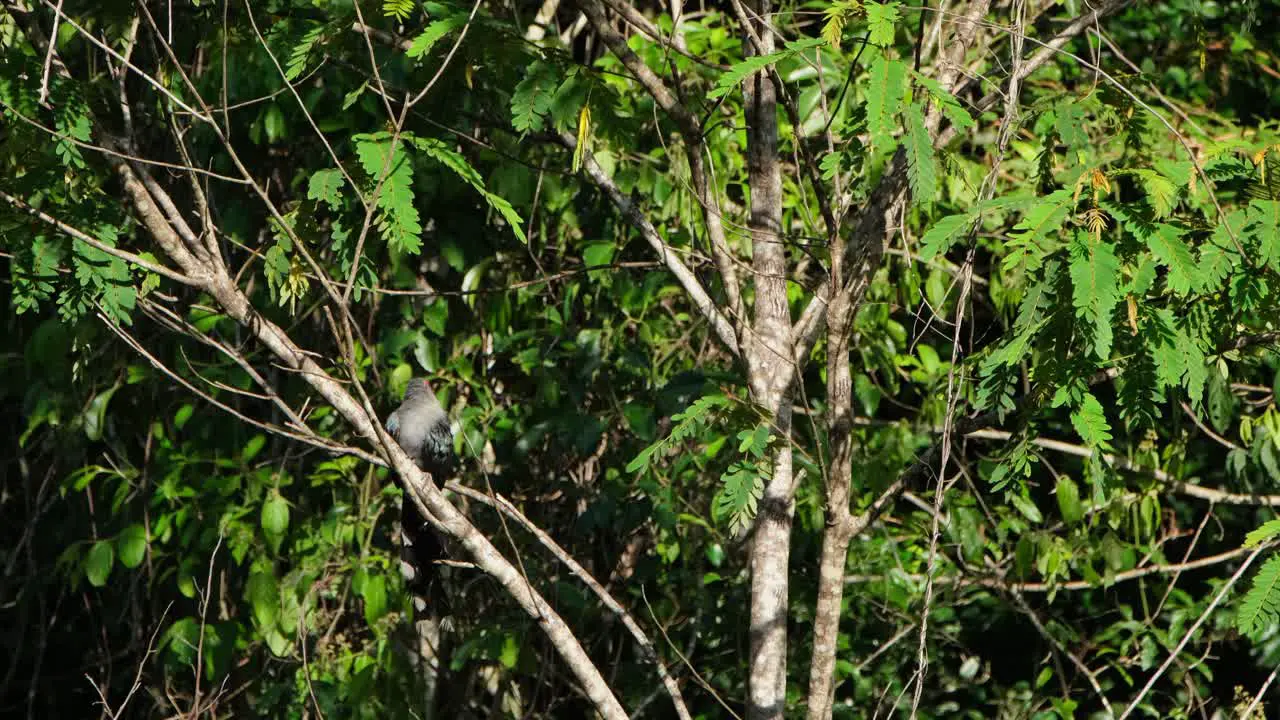 Preening and cleaning its left wing a Green-billed Malkoha Phaenicophaeus then flew up and disappeared to the upper right side of the frame inside Kaeng Krachan National Park in Thailand