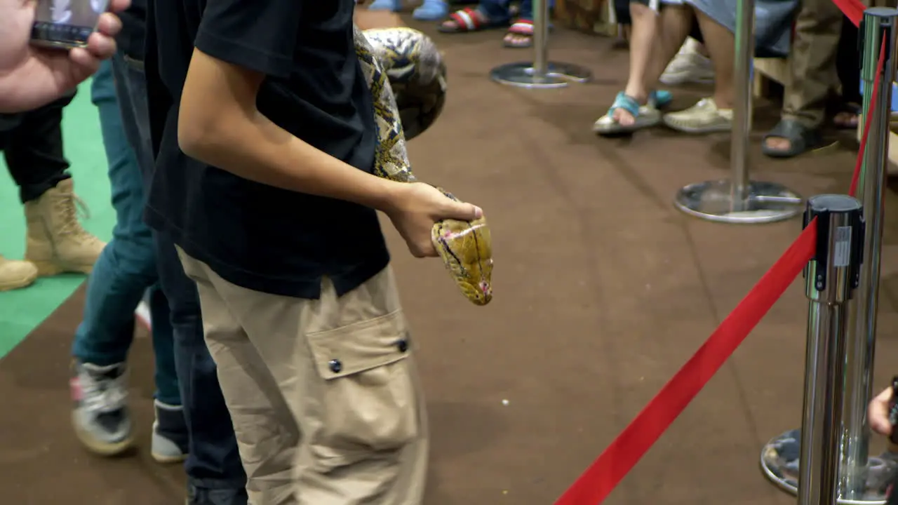 Snake handlers holding a full-grown Burmese Python Python bivittatus and showing it to the snake show audience in a zoo in Bangkok Thailand