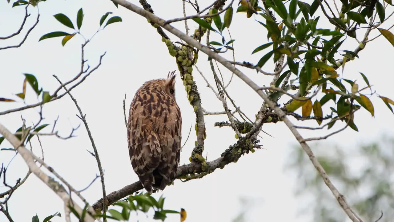 The nocturnal Buffy fish owl Ketupa ketupu is resting on a branch during daytime making slight movements every now and then while balancing its weight on a tree inside Khao Yai National Park