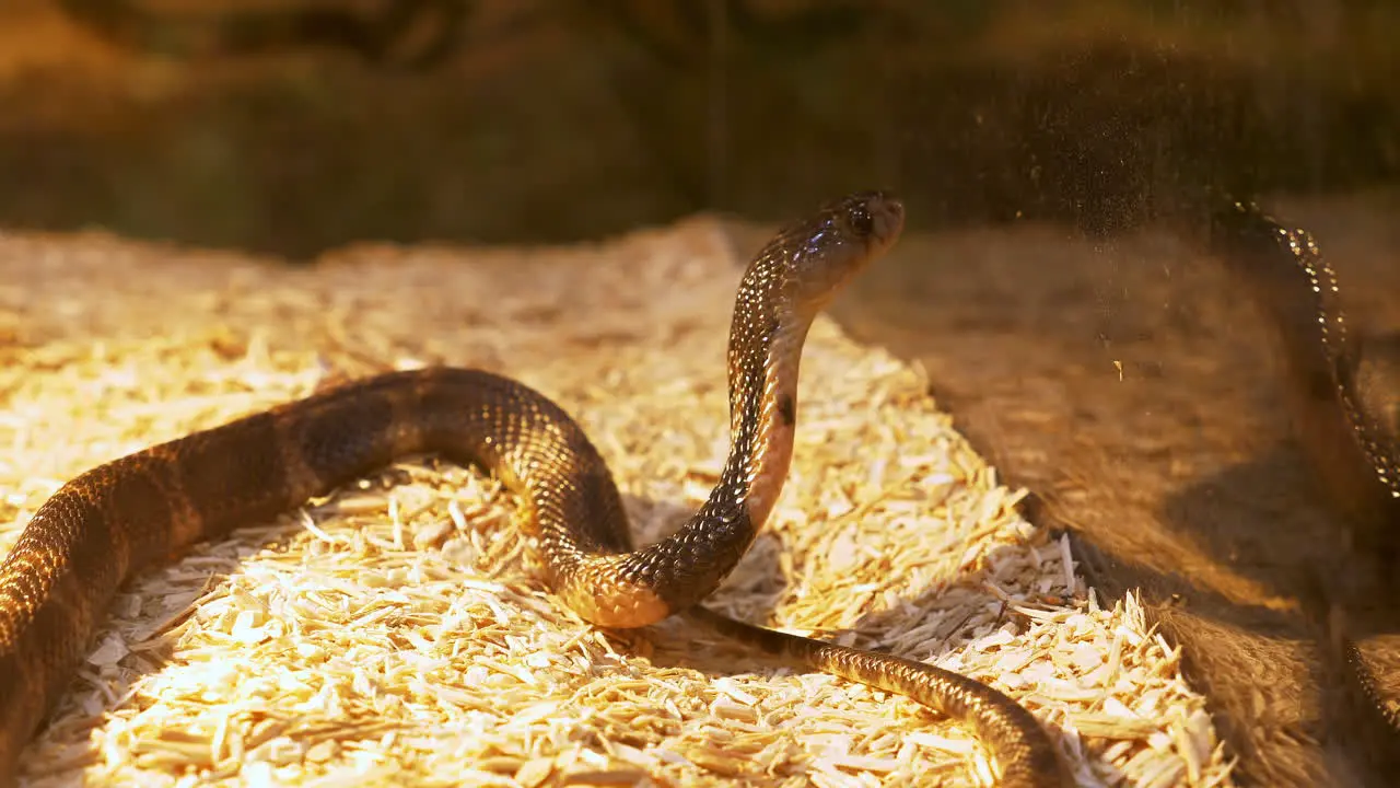 Peering through its glass terrarium a King Cobra cranes its neck to look out of its cage inside a zoo in Bangkok Thailand