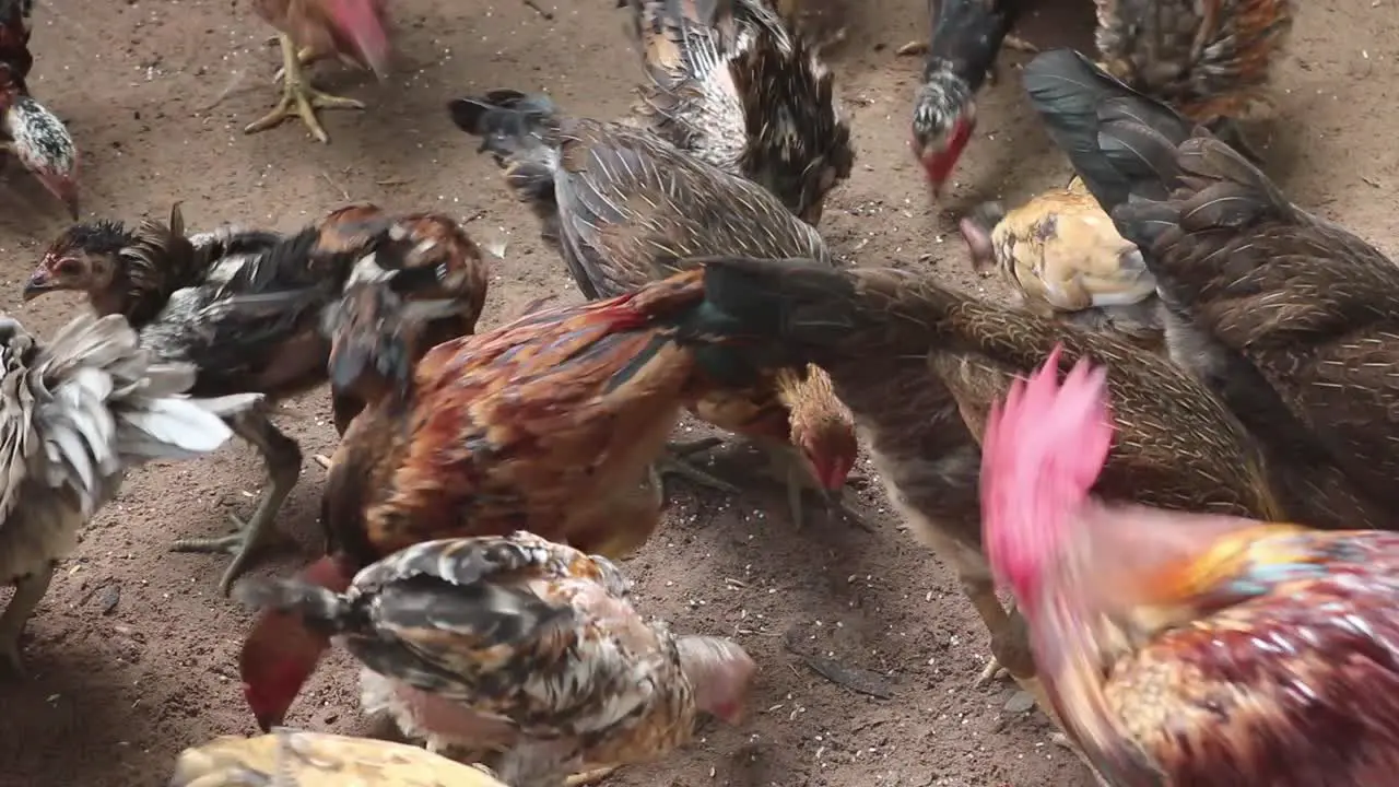 Throwing rice on a group of chickens eating in a wooden fence in a chicken farm in Cambodia