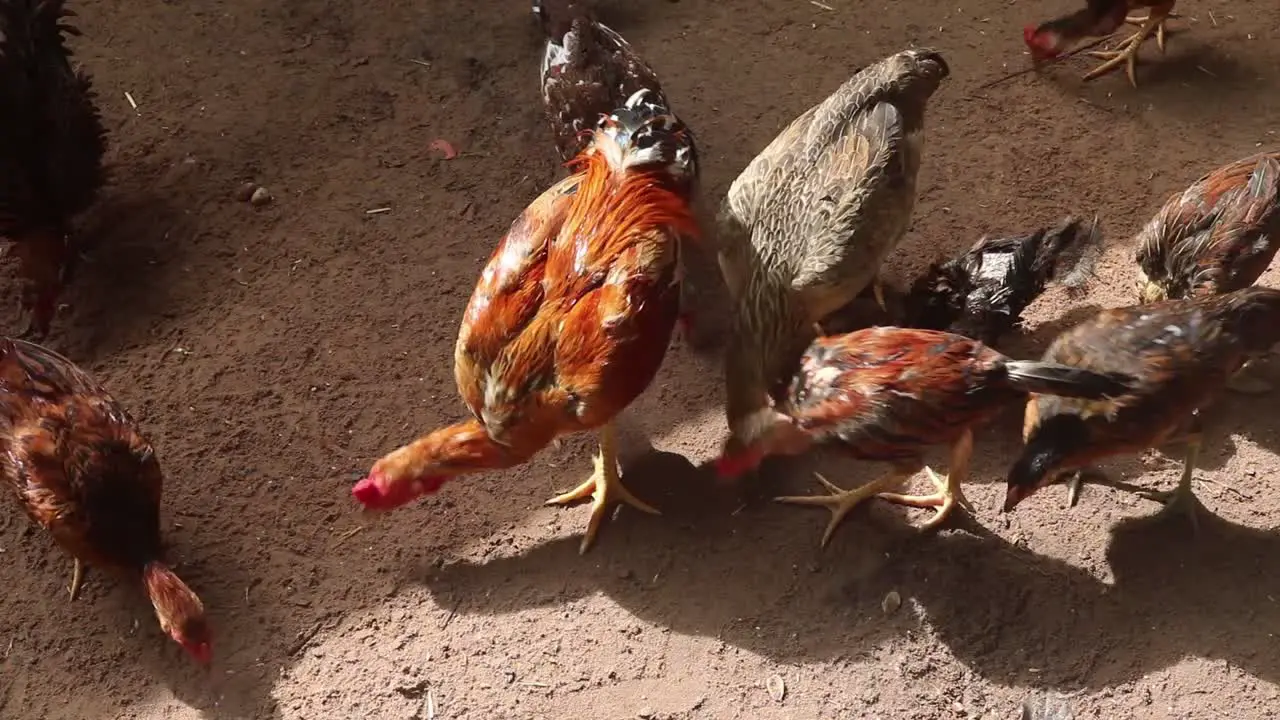 A red cock and some chickens eating rice in a wooden fence in a chicken farm in Cambodia