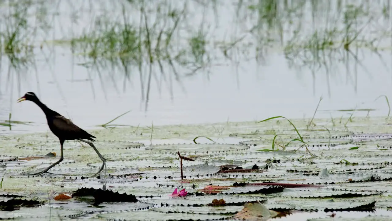 Seen in the middle of the frame standing on wide lotus flower leaves then walks away to the left Bronze-winged jacana Metopidius indicus Thailand