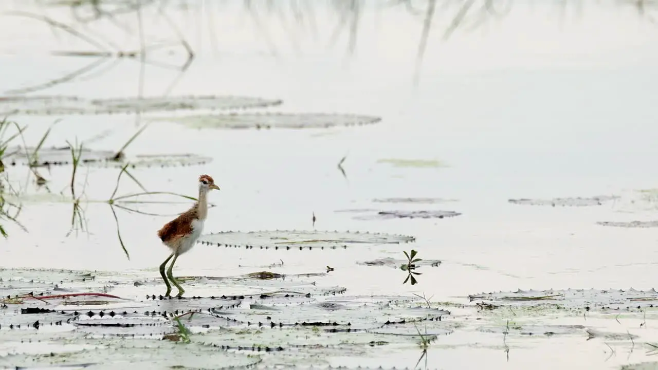 Squawking and hopping on the lily pads in the water a Bronze-winged Jacana Metopidius indicus fledgling is hopping and running out to the left side of the frame in Nakhon Nayok province in Thailand