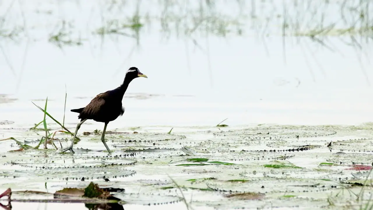 Squawking and flapping its wings a Bronze-winged Jacana Metopidius indicus walks on the lily pads to the right side of the frame at Pakphli Protected Area in Nakhon Nayok province Thailand