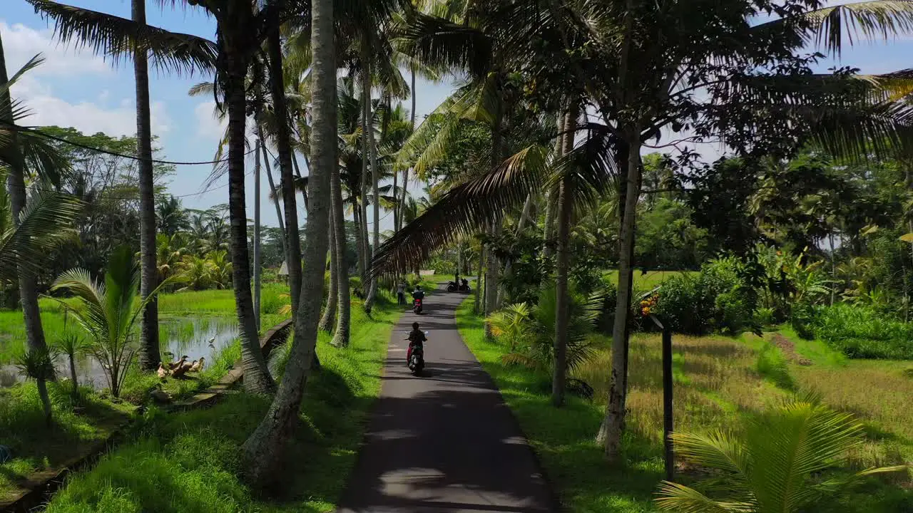 aerial zoom out of tropical road filled with palm trees and locals driving motorbikes in Bali Indonesia