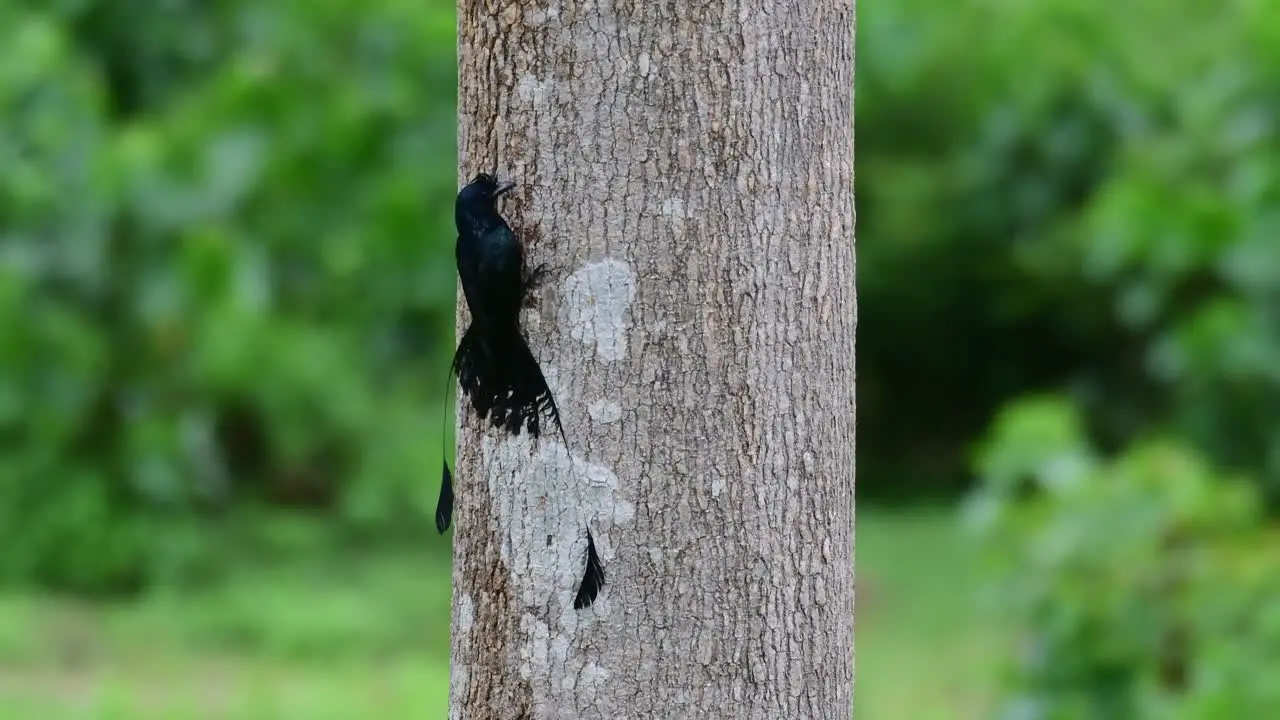 Seen on the left side of the tree feeding on very small insects on the bark Greater Racket-tailed Drongo Dicrurus paradiseus Thailand