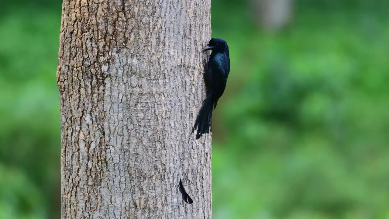 Gathering some food from the bark of the tree on the right hand side Greater Racket-tailed Drongo Dicrurus paradiseus Thailand