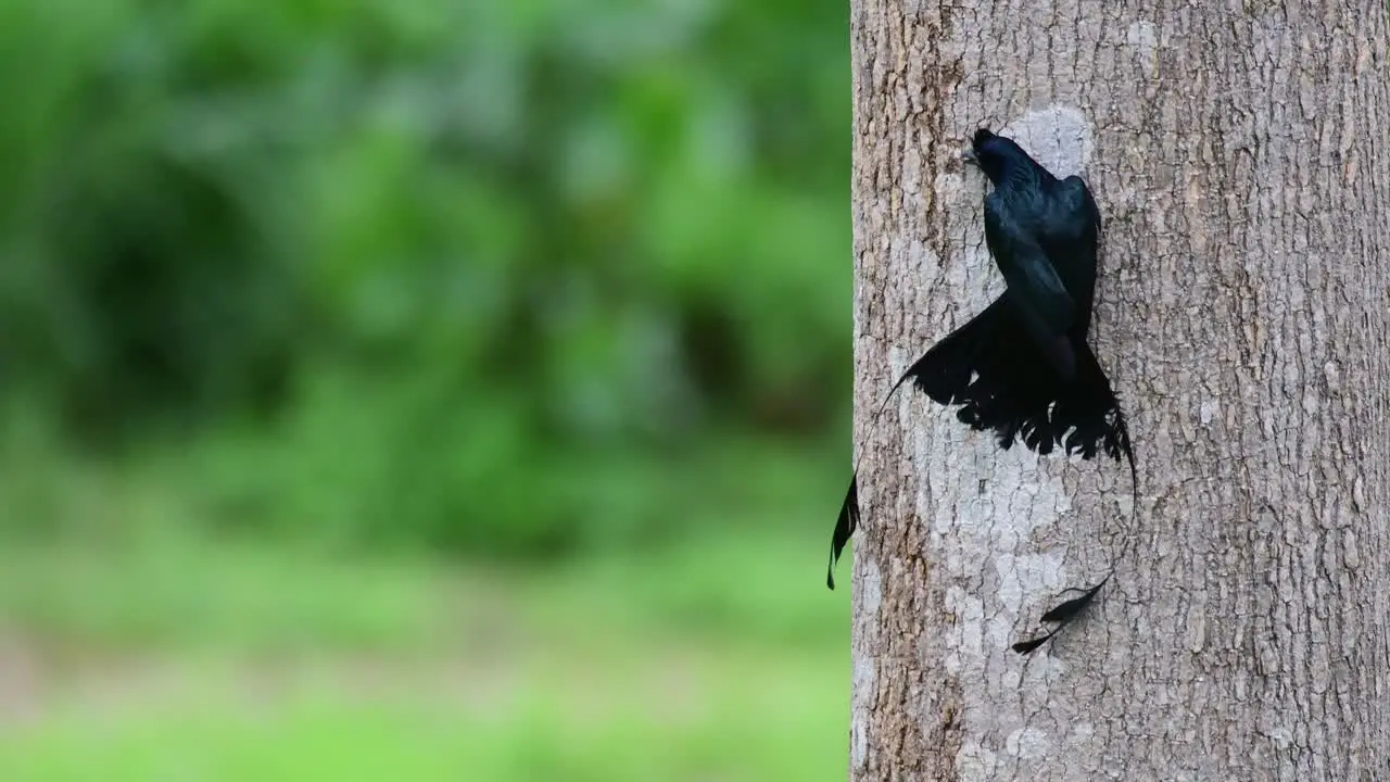 Seen sticking on the tree while flapping its wings as it scrapes for some food from the bark of the tree Greater Racket-tailed Drongo Dicrurus paradiseus Thailand