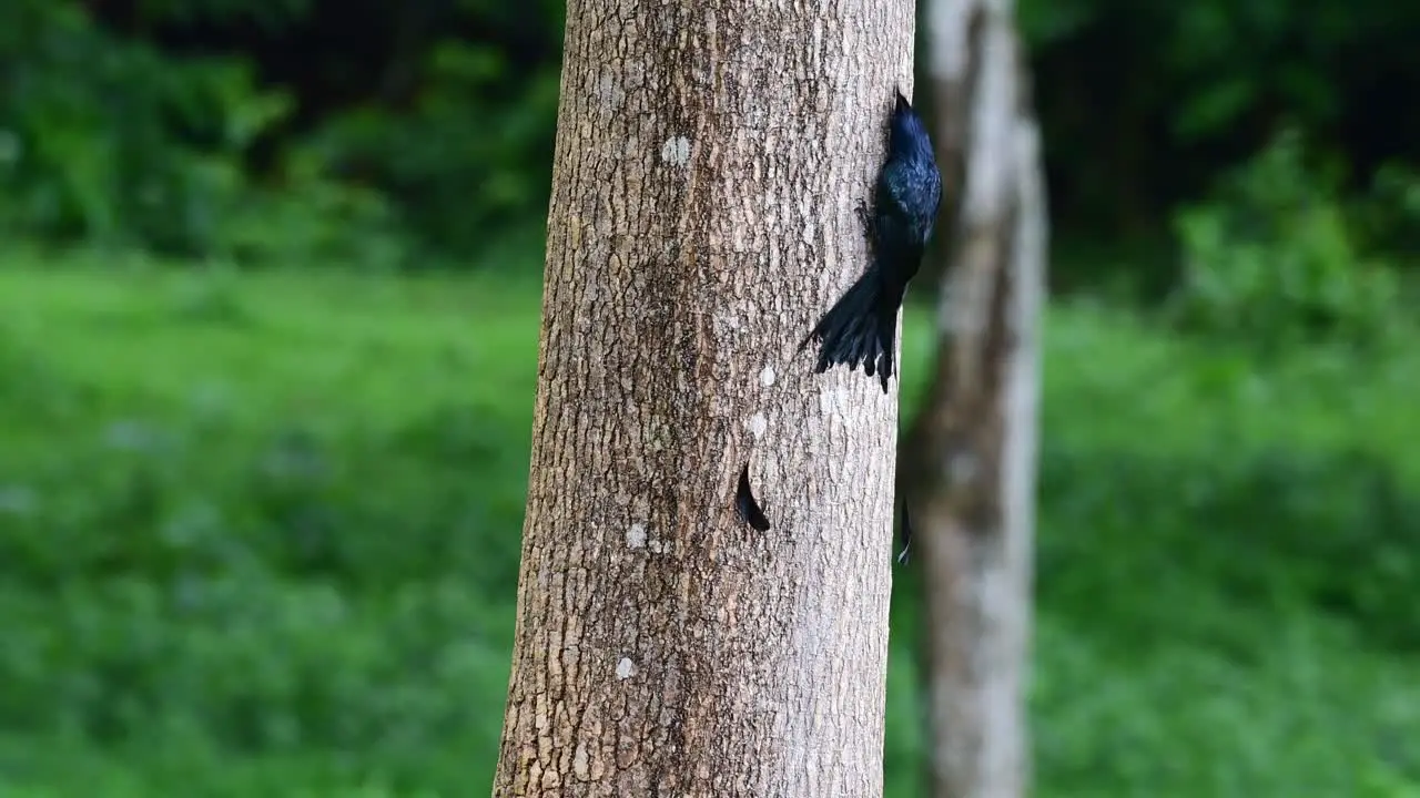 Zoom out of this bird while foraging for some insects on the bark of the tree Greater Racket-tailed Drongo Dicrurus paradiseus Thailand