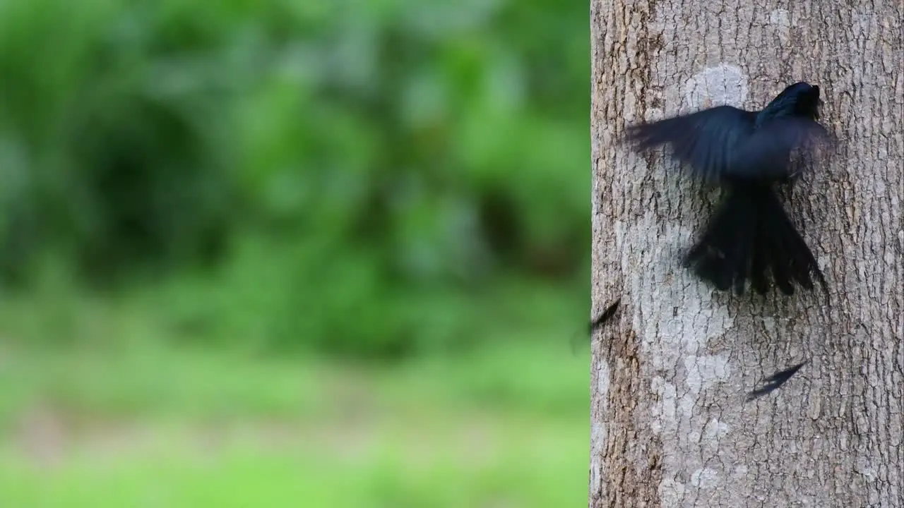 Seen on the right side of the frame feeding on the bark of this tree and flaps its wings to move Greater Racket-tailed Drongo Dicrurus paradiseus Thailand