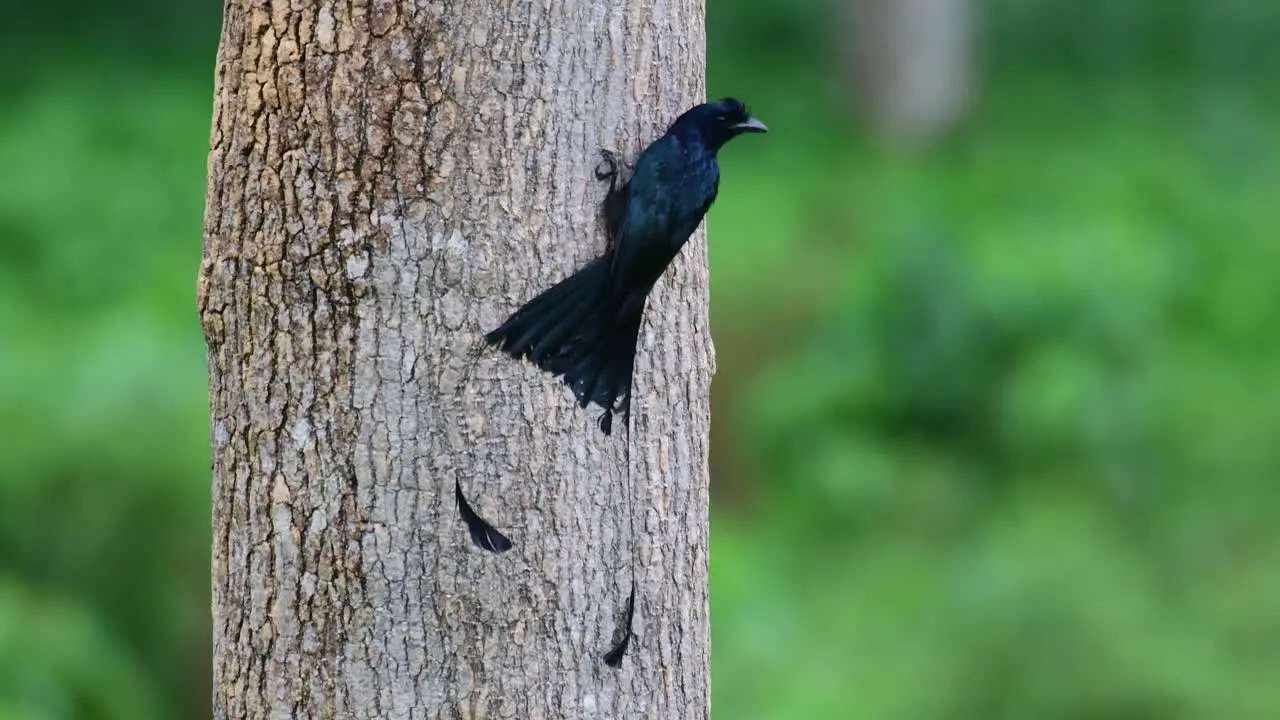 Clinging on the bark of the tree foraging for insects and then flies to the right to reposition Greater Racket-tailed Drongo Dicrurus paradiseus Thailand