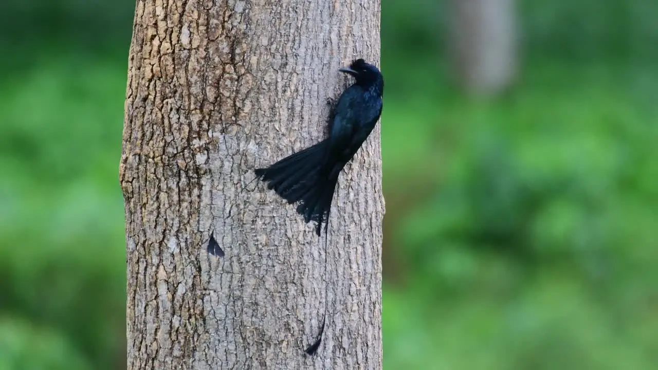 Seen from its back feeding on the bark of the tree then flies a little to readjust its position Greater Racket-tailed Drongo Dicrurus paradiseus Thailand