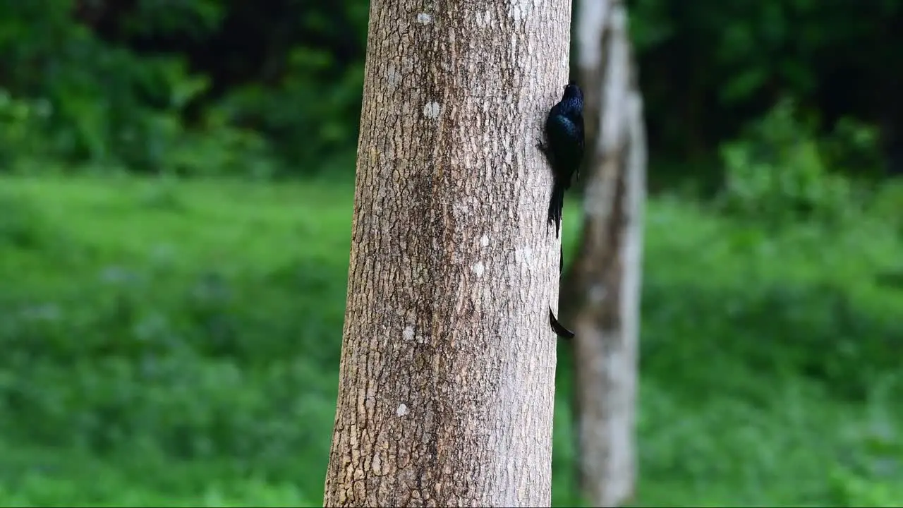 CLinging on the side of a big trunk of a tree a Greater Racket-tailed Drongo Dicrurus paradiseus is foraging for its meal at Huai Kha Khaeng Wildlife Sanctuary in Thailand