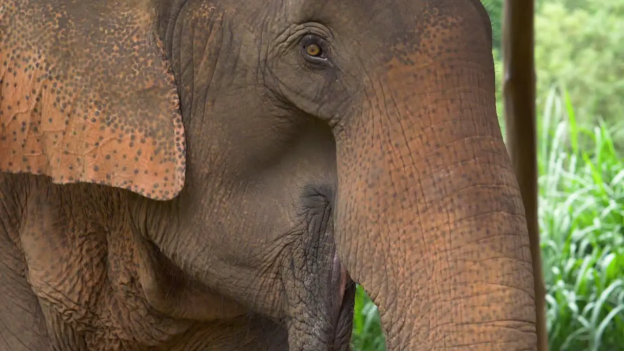 Rescued asian elephant eating food at a wildlife sanctuary