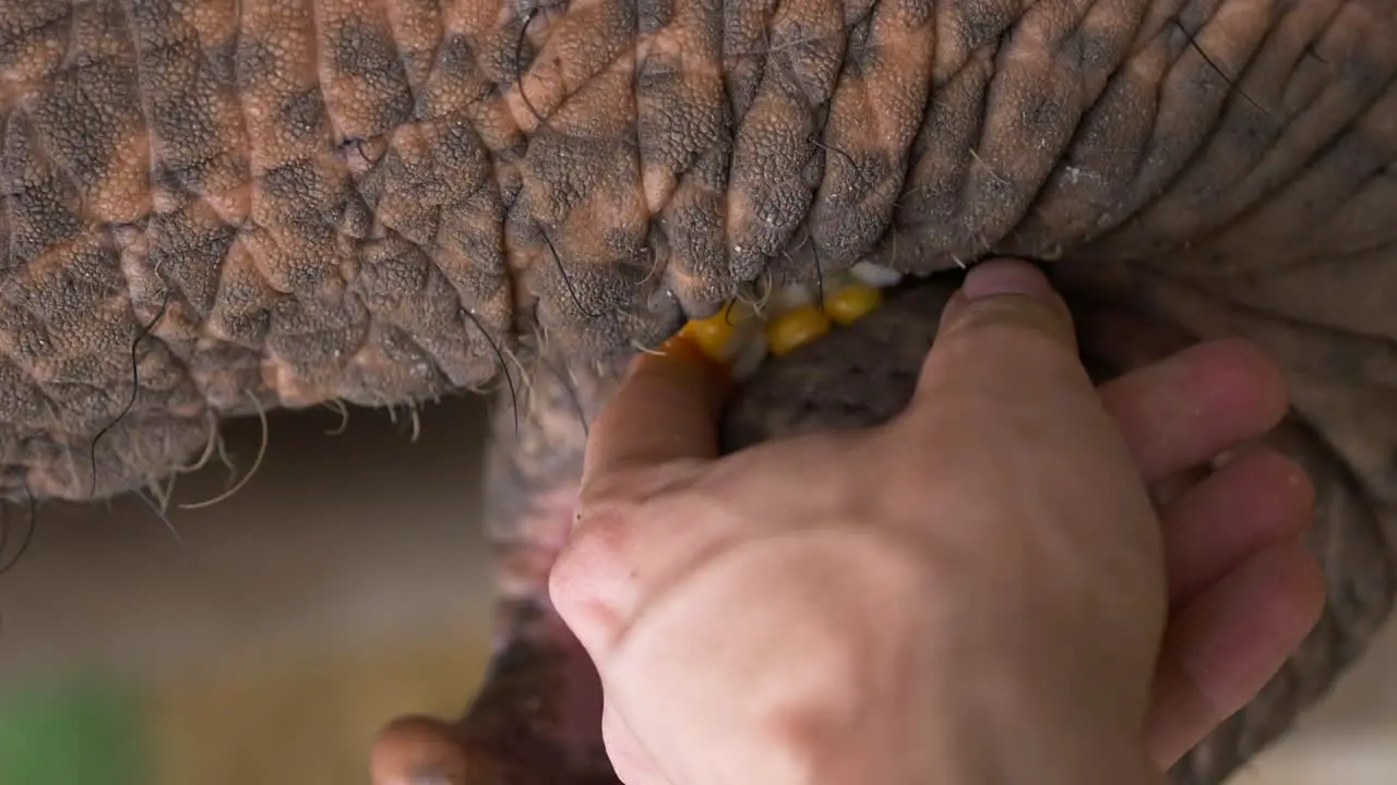 Rescued asian elephant eating food from hand at a wildlife sanctuary