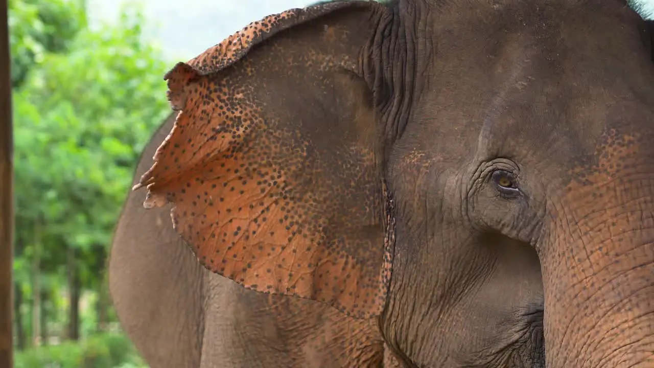 Asian elephant flapping ears at wildlife sanctuary