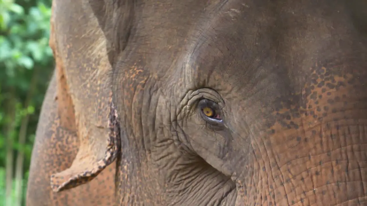 Rescued asian elephant at a wildlife sanctuary