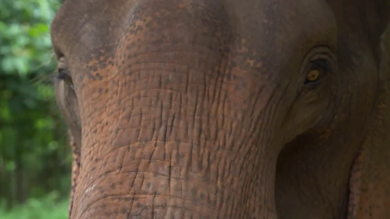 Rescued asian elephant playing at a wildlife sanctuary