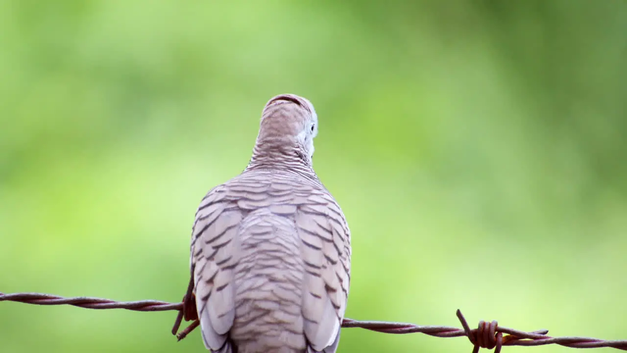 Sitting on a barbed wire a Zebra Dove Geopelia striata is moving its head around to look at its surroundings in a countryside in Thailand