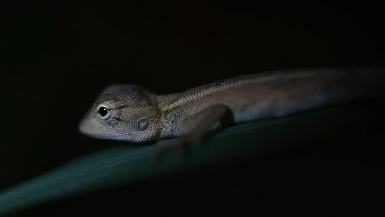 The Oriental Garden Lizard is also called the Eastern Garden Lizard Bloodsucker and Changeable Lizard