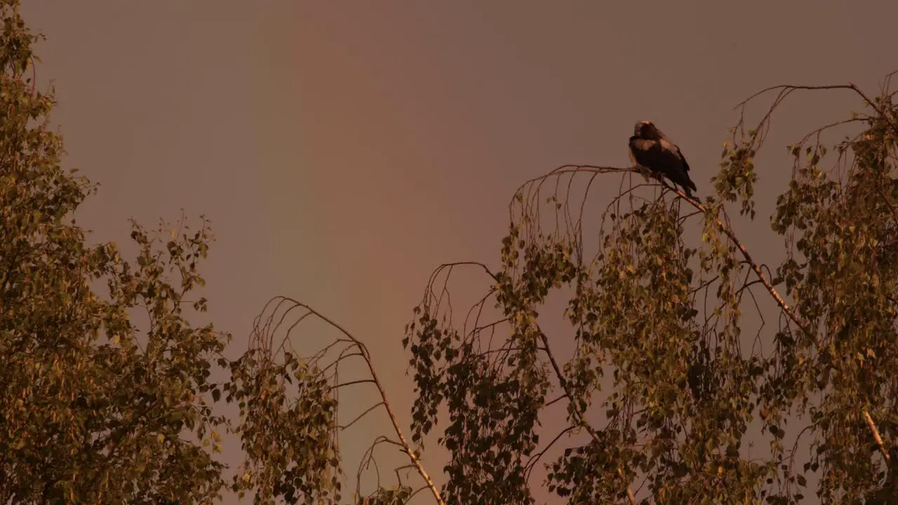 Crow on the top of the trees Rainbow on the crow