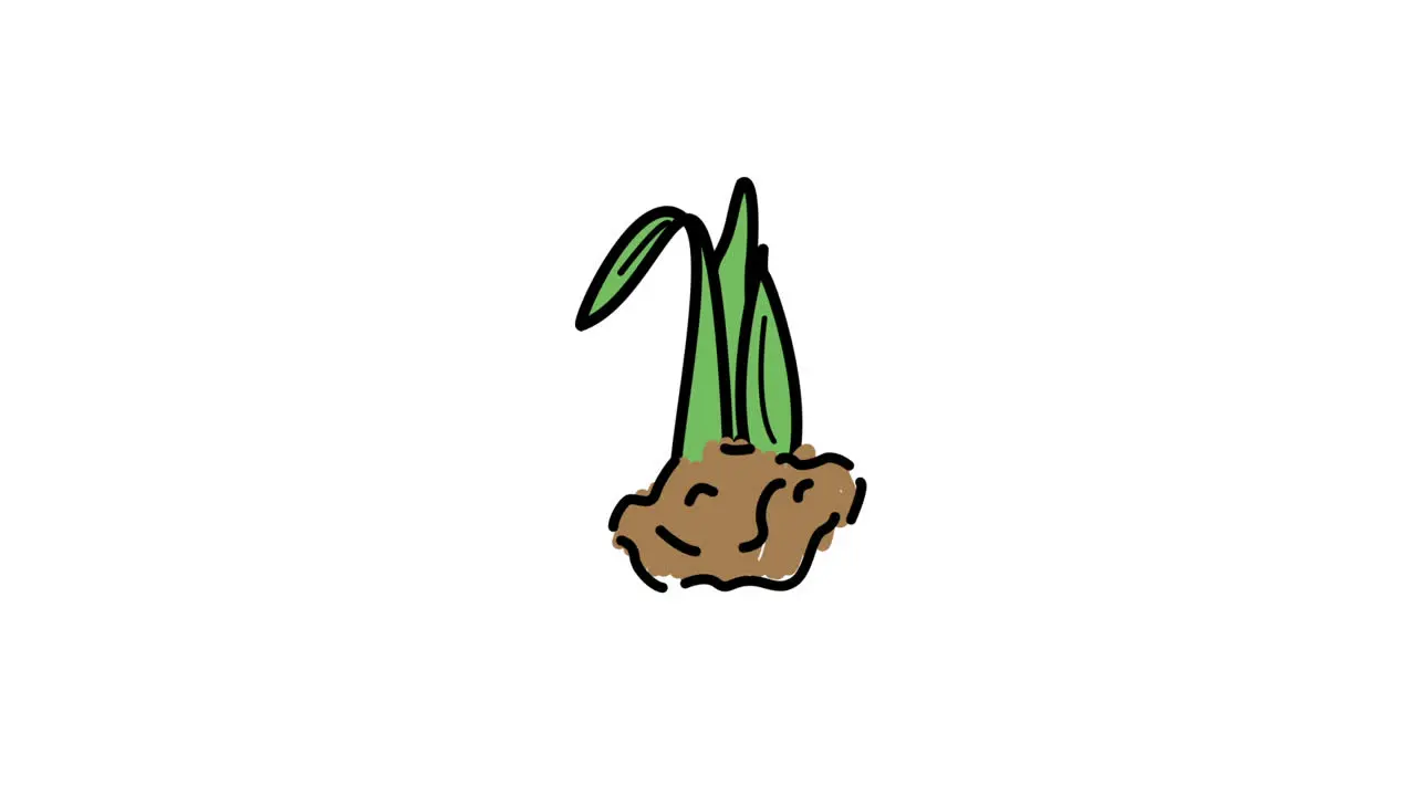 Illustration of seedling 