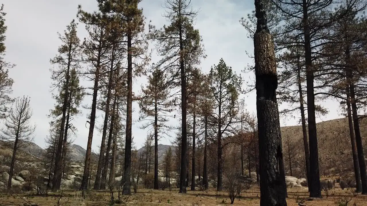 Panning down close up shot of a badly burned tree from a wildfire several years ago near Idyllwild California