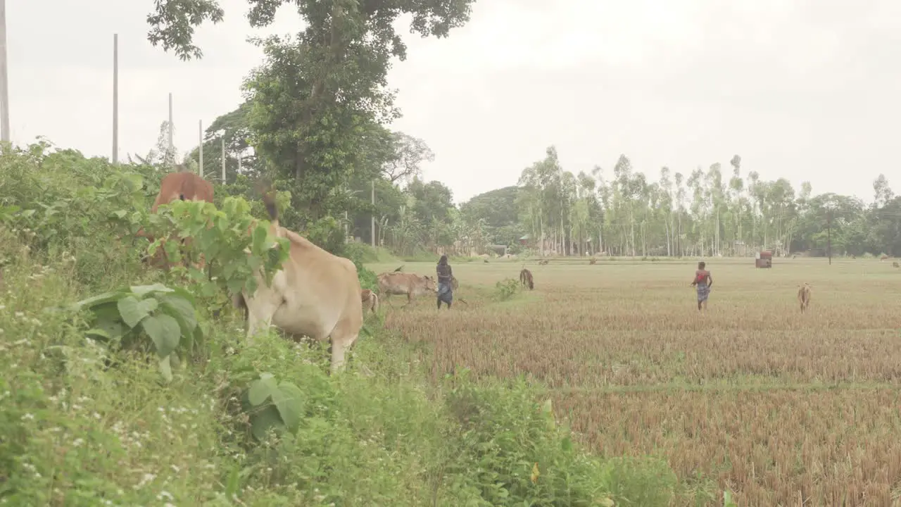 A cow is eating grass in roadside