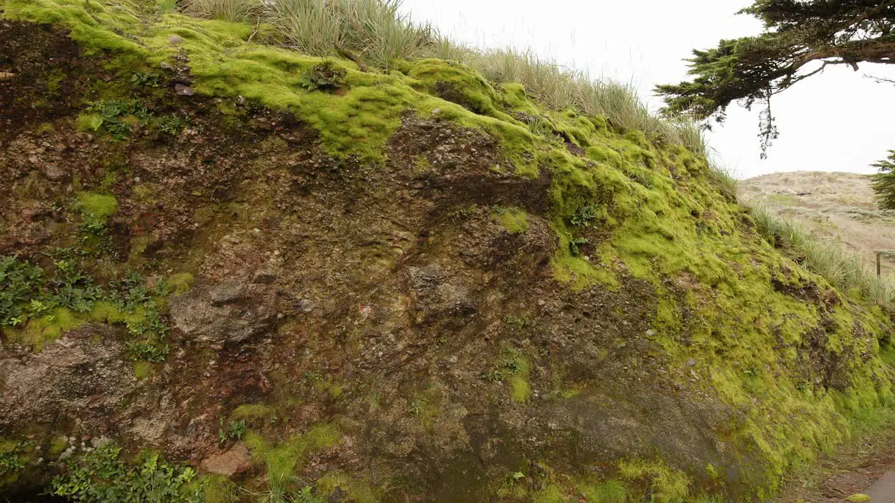 Panning shot of green moss covered rocky ledge along road at Point Reyes Lighthouse