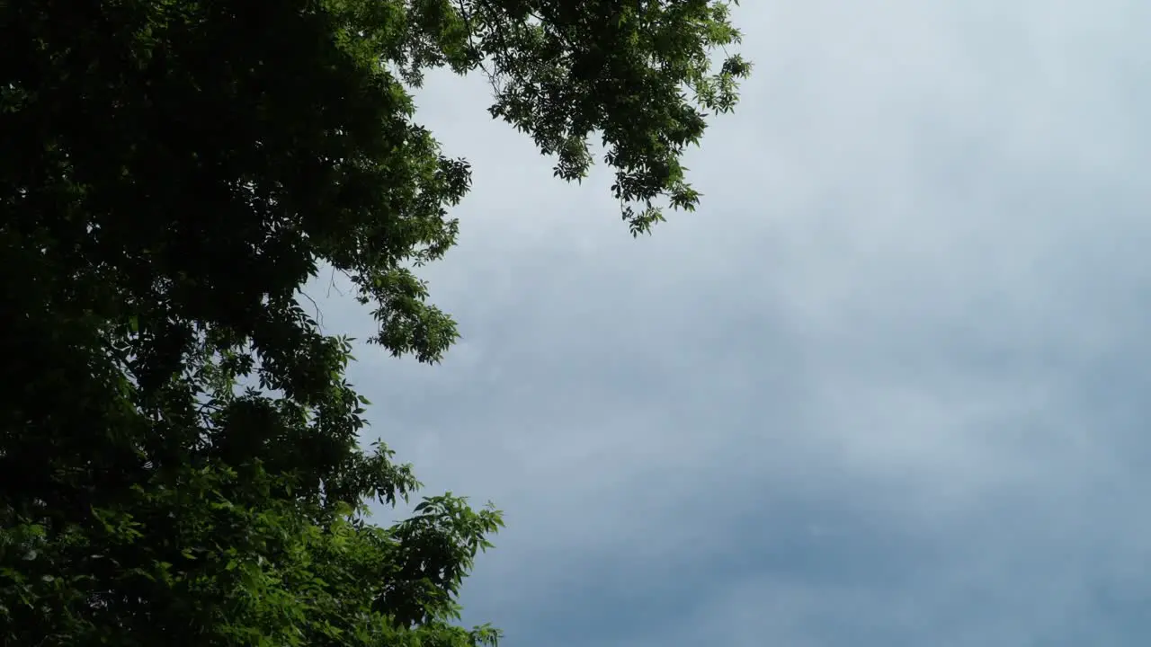 Trees Left frame and Blue skies to the right